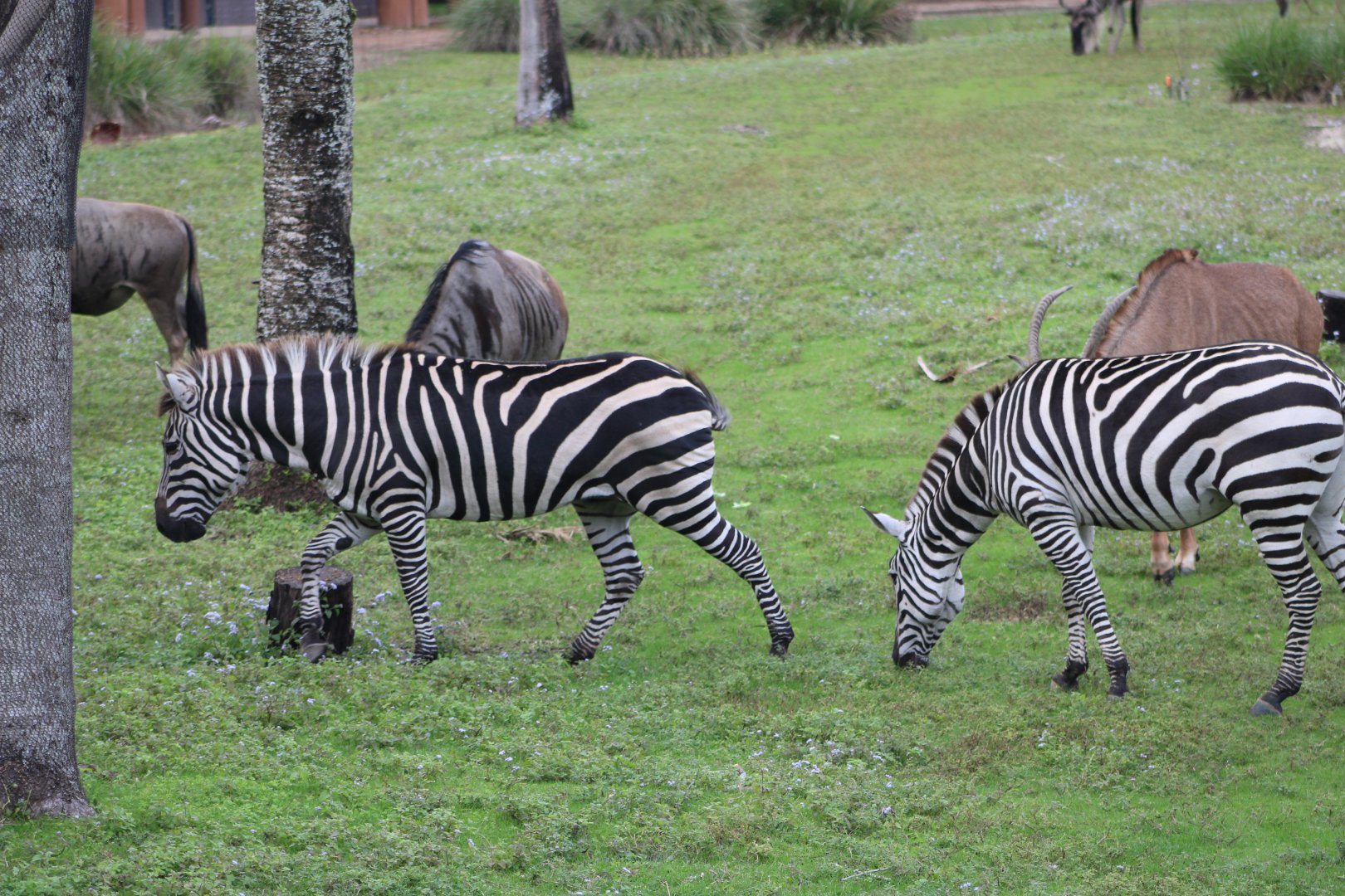 Plains Zebra, Blue Wildebeest, and Roan Antelope (E. q. ssp; C. taurinus; H. equinus)