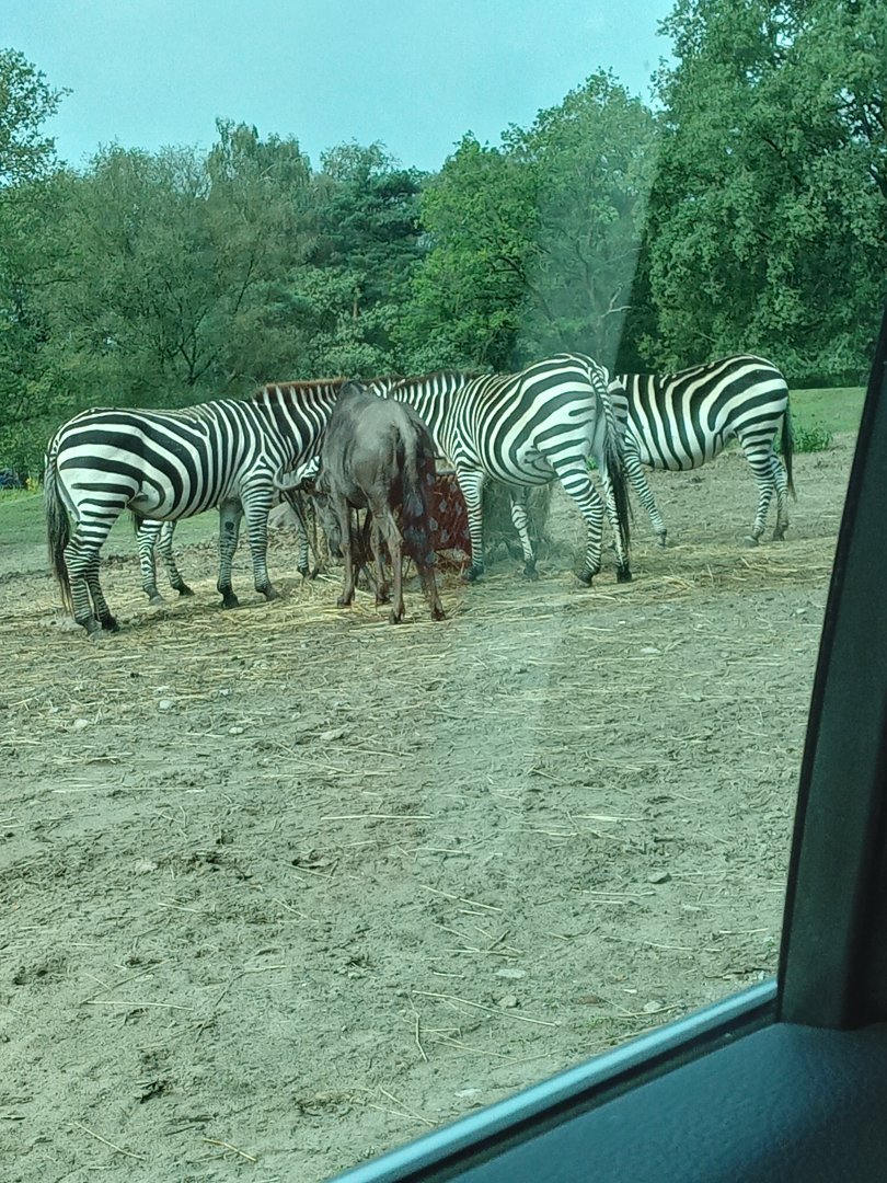Plains Zebra & Blue Wildebeest