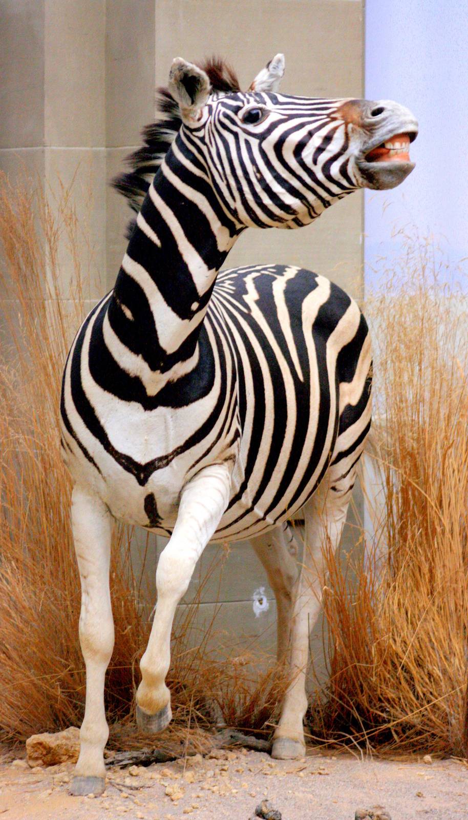 Plains zebra; Bonn Zoology Museum (African Diorama); 10th September 2014