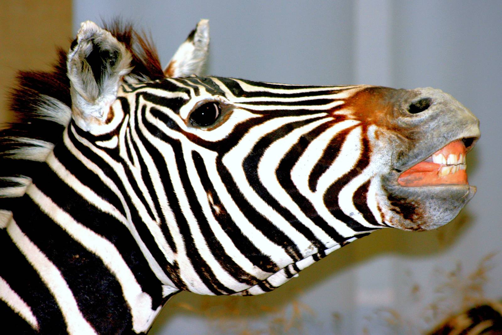 Plains zebra; Bonn Zoology Museum (African Diorama); 10th September 2014