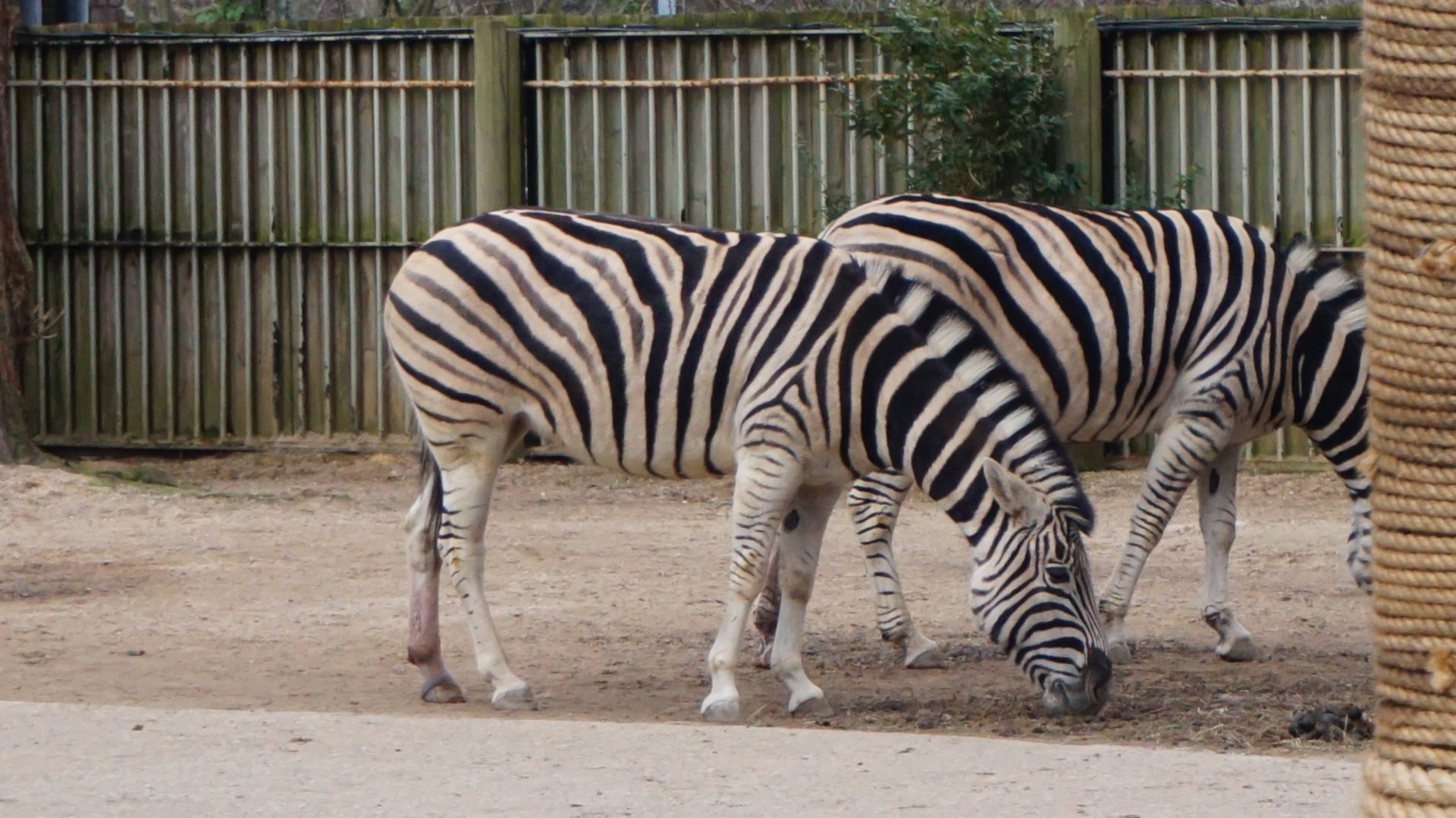 Plains Zebra (Burchelles?)