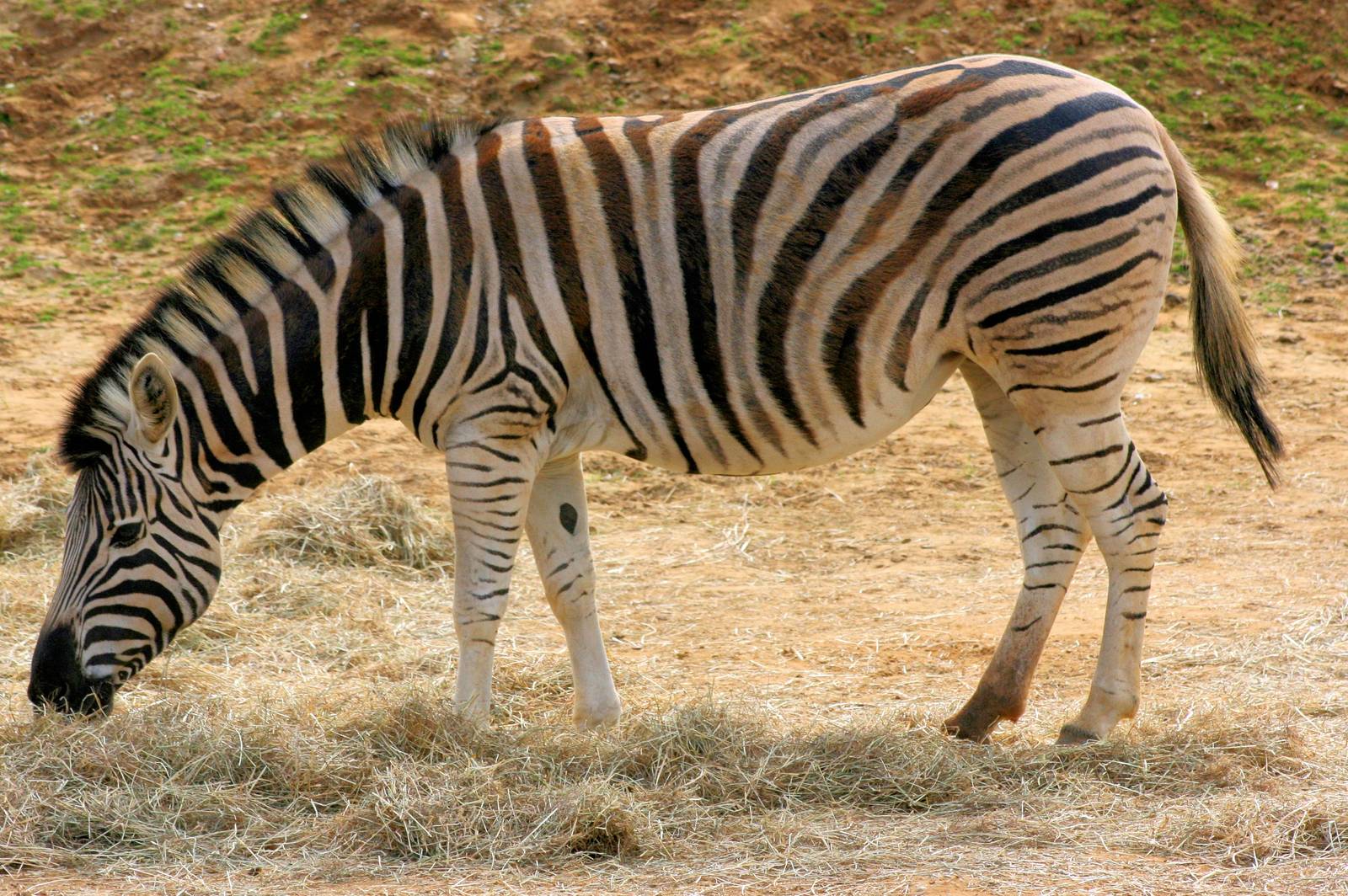 Plains Zebra; Colchester; 28th September 2013