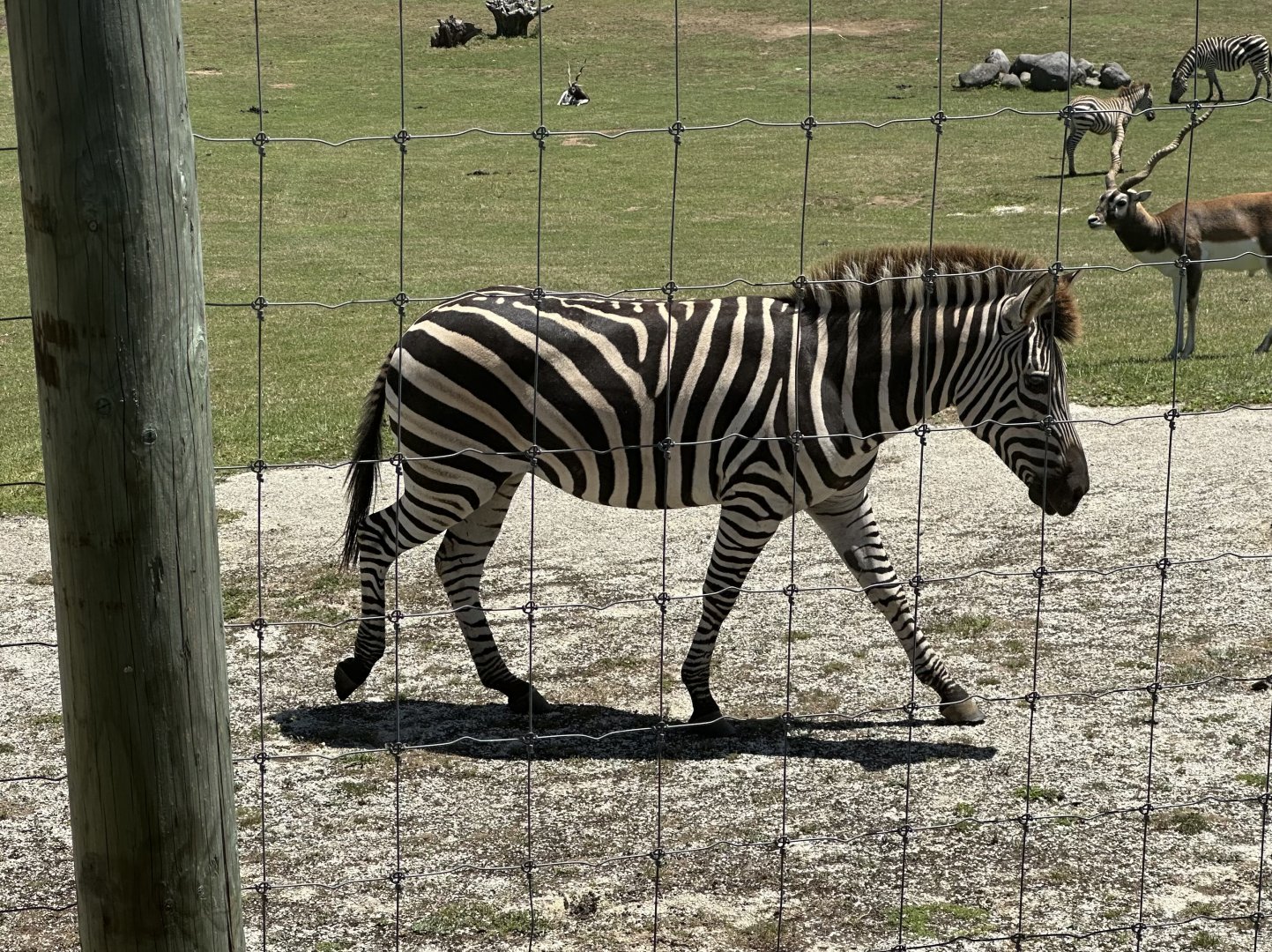 Plains zebra (colt)