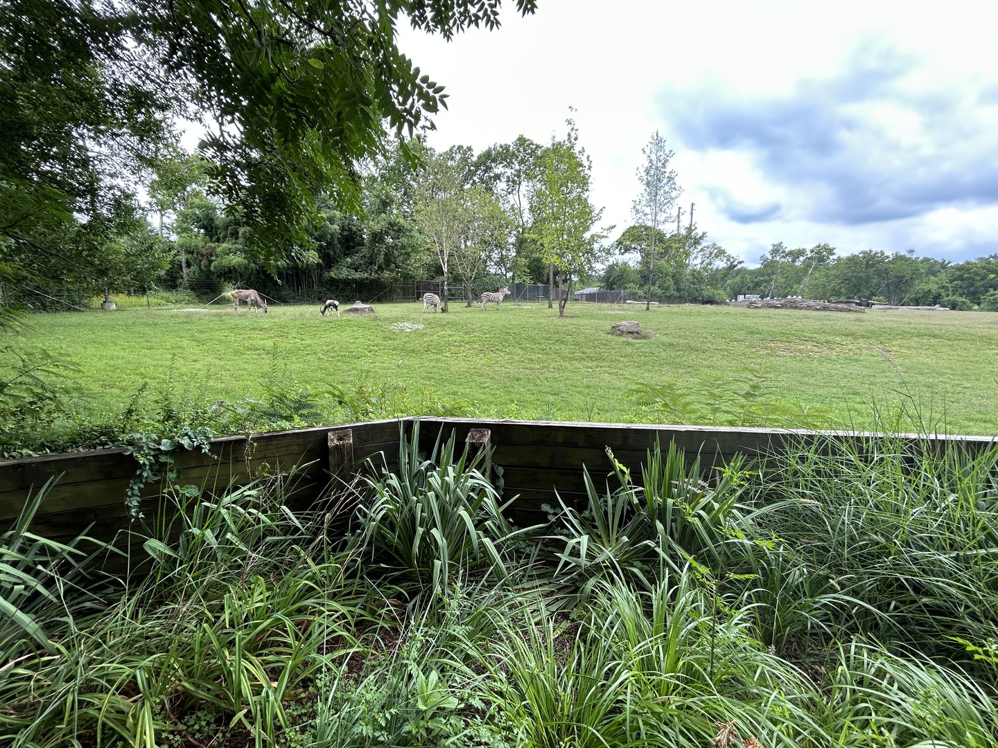 Plains Zebra, Common Eland, Bontebok & Ostrich Exhibit