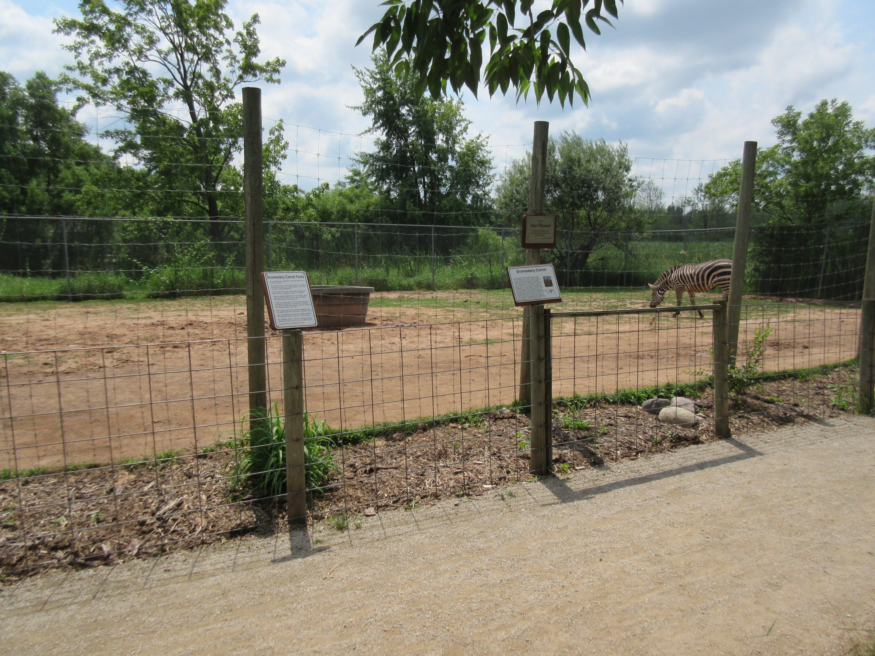 Plains Zebra/Dromedary Exhibit