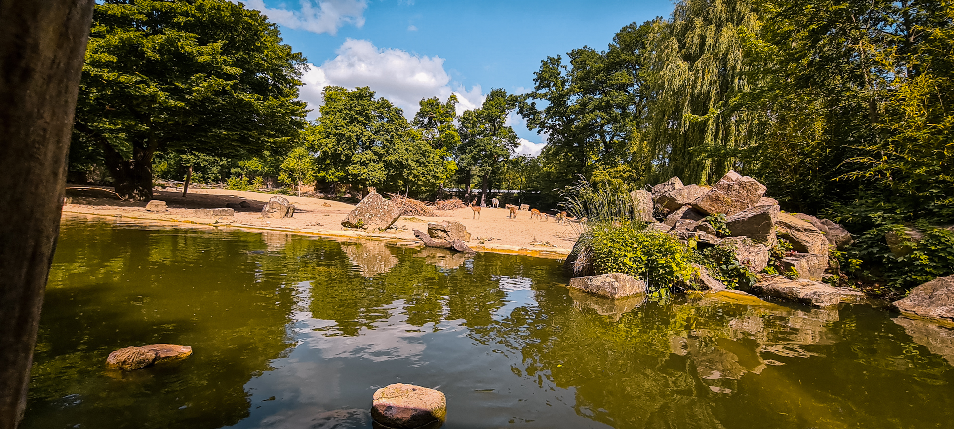 Plains Zebra, Eland, Thomson's Gazelle, Impala