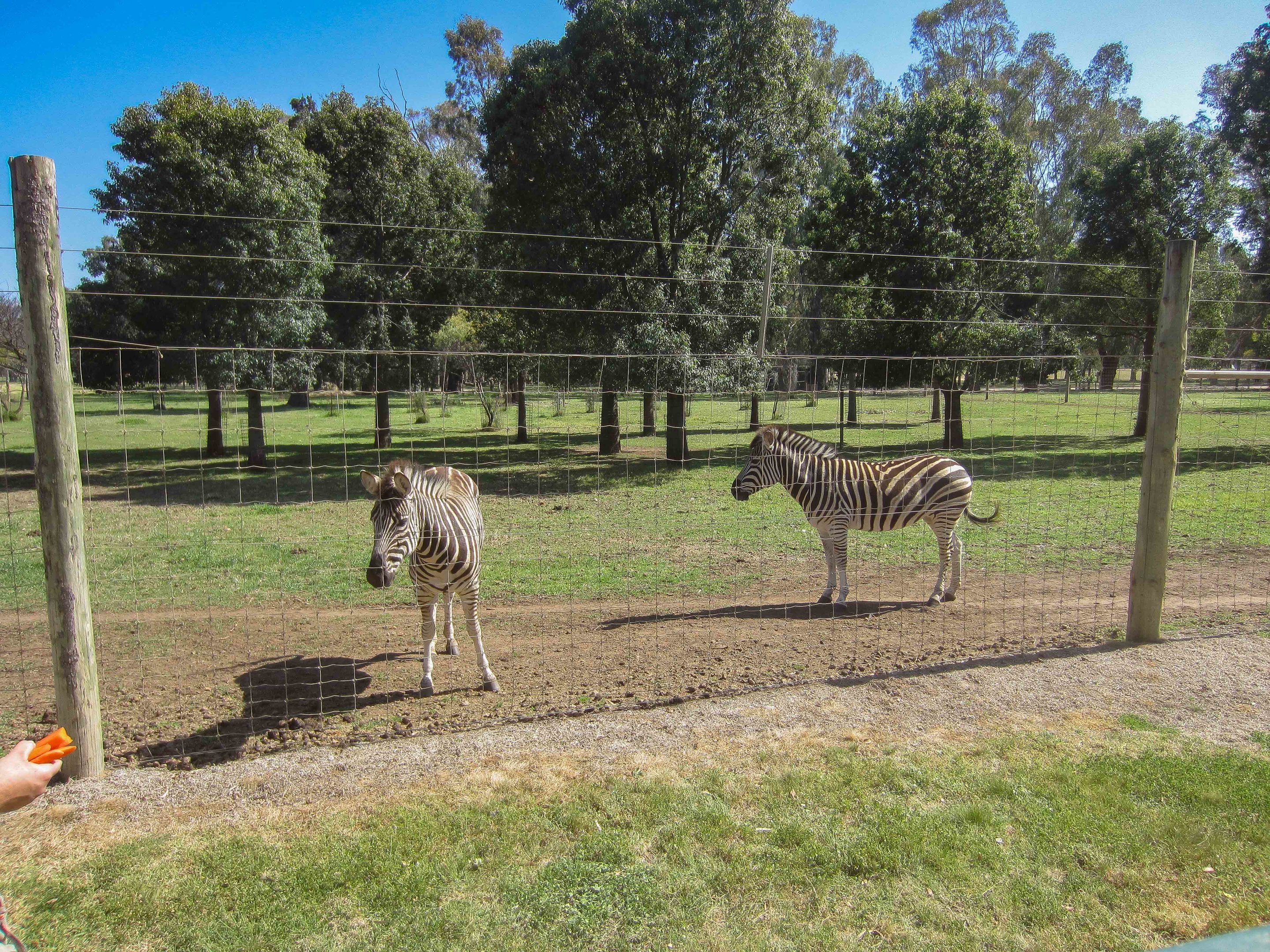 Plains Zebra enclosure