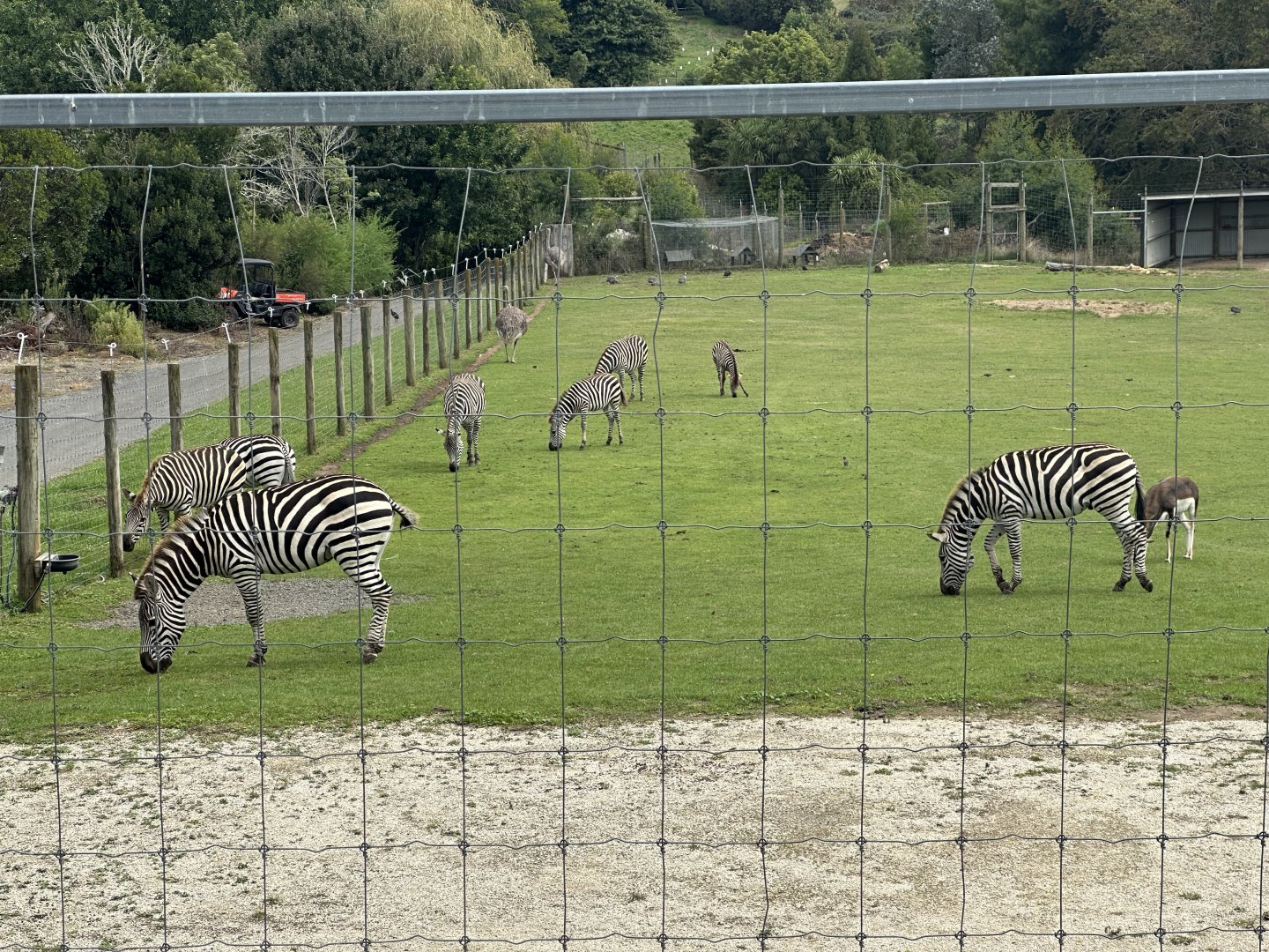 Plains zebra (entire herd)