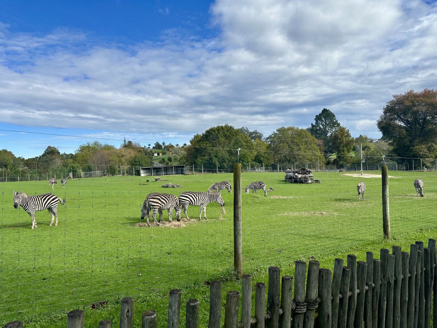 Plains Zebra (Entire Herd)