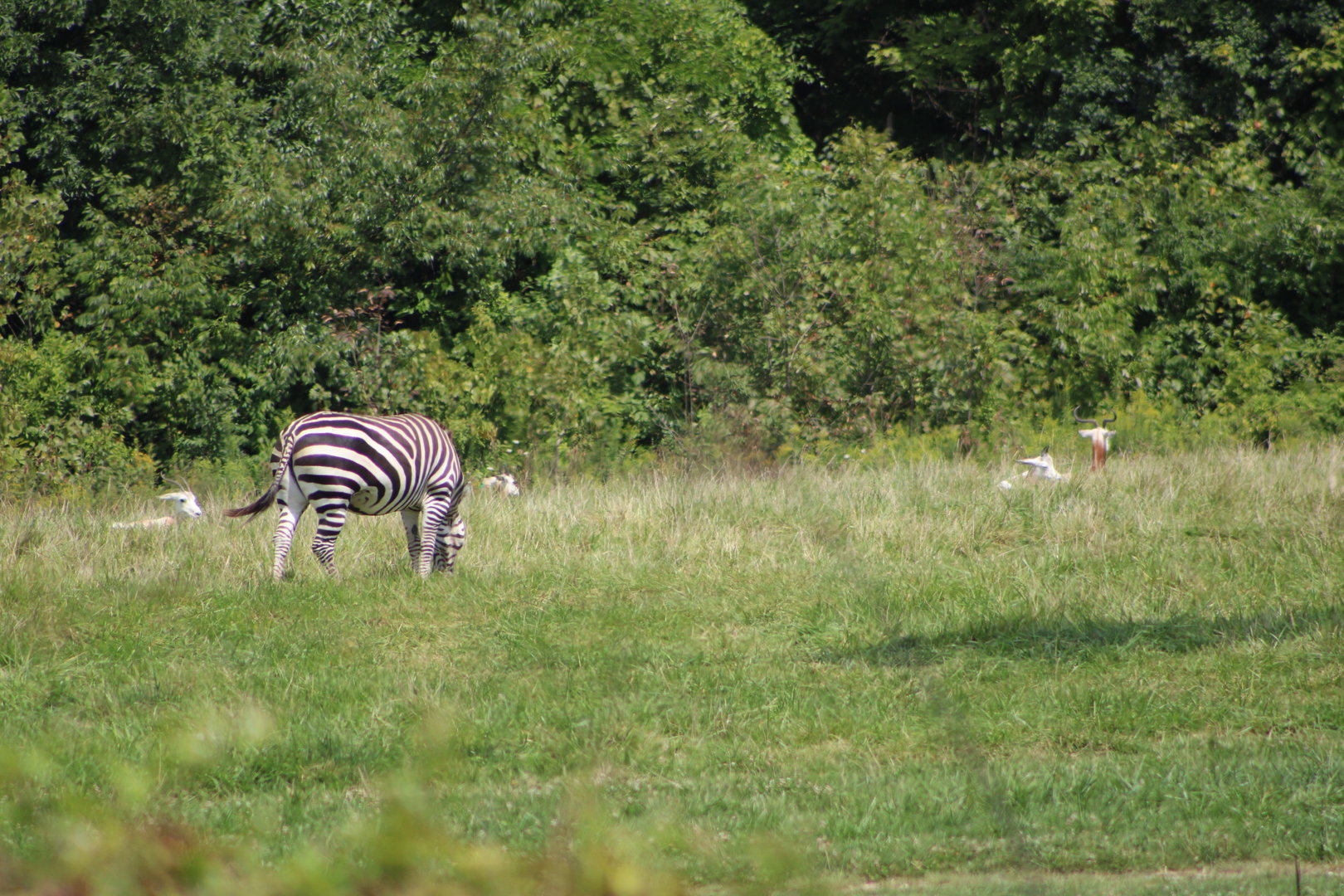 Plains Zebra (Equus quagga) and Dama Gazelle (N. d. dama)