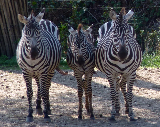 Plains zebra (Equus quagga boehmi)