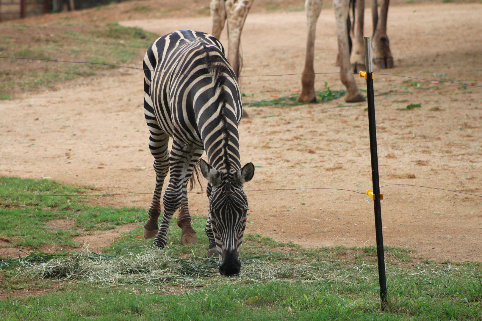 Plains Zebra (Equus quagga sp.)