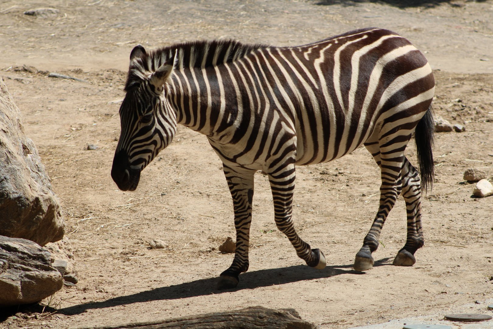 Plains Zebra (Equus quagga ssp.)
