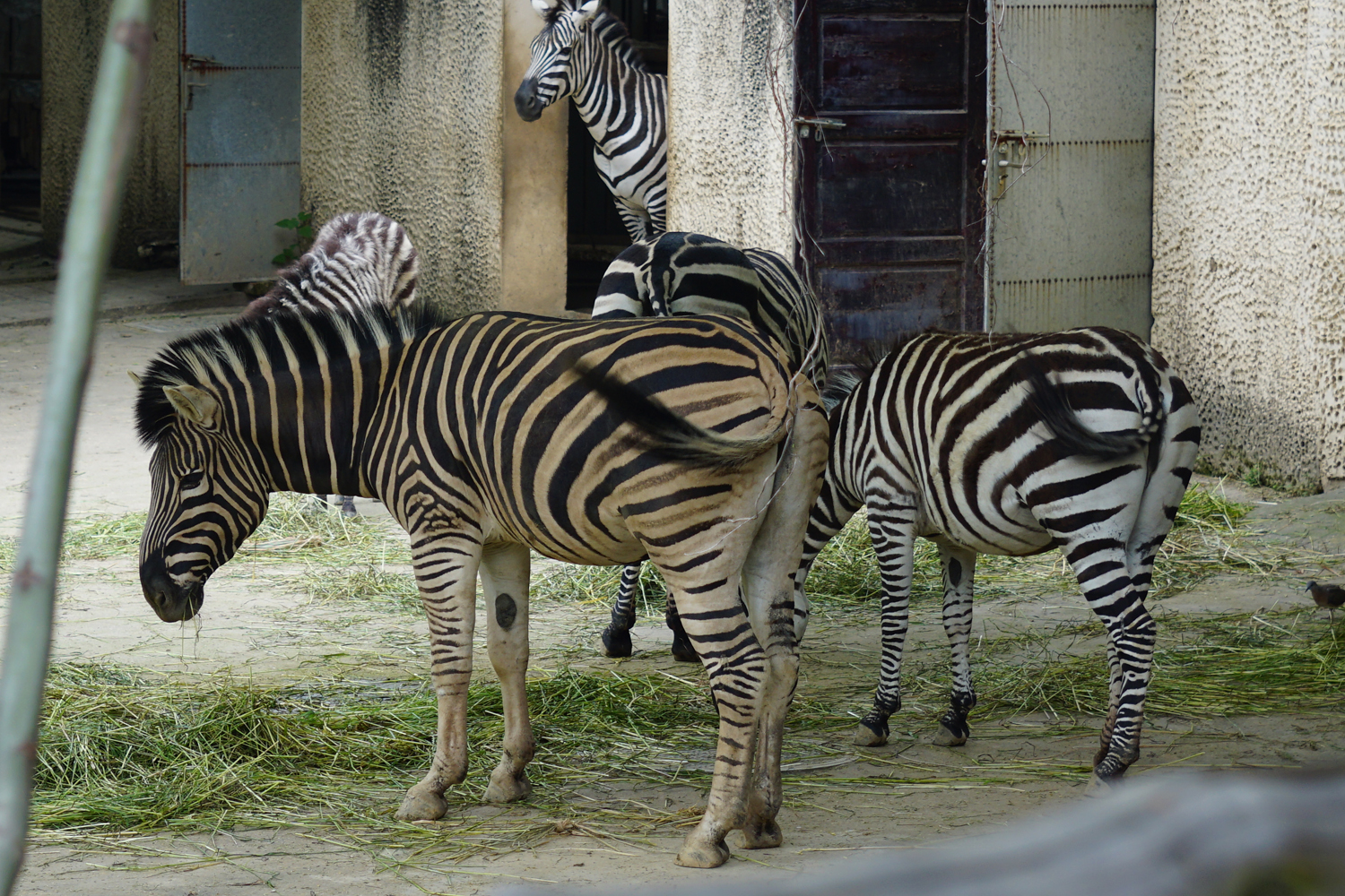 Plains zebra (Equus quagga)