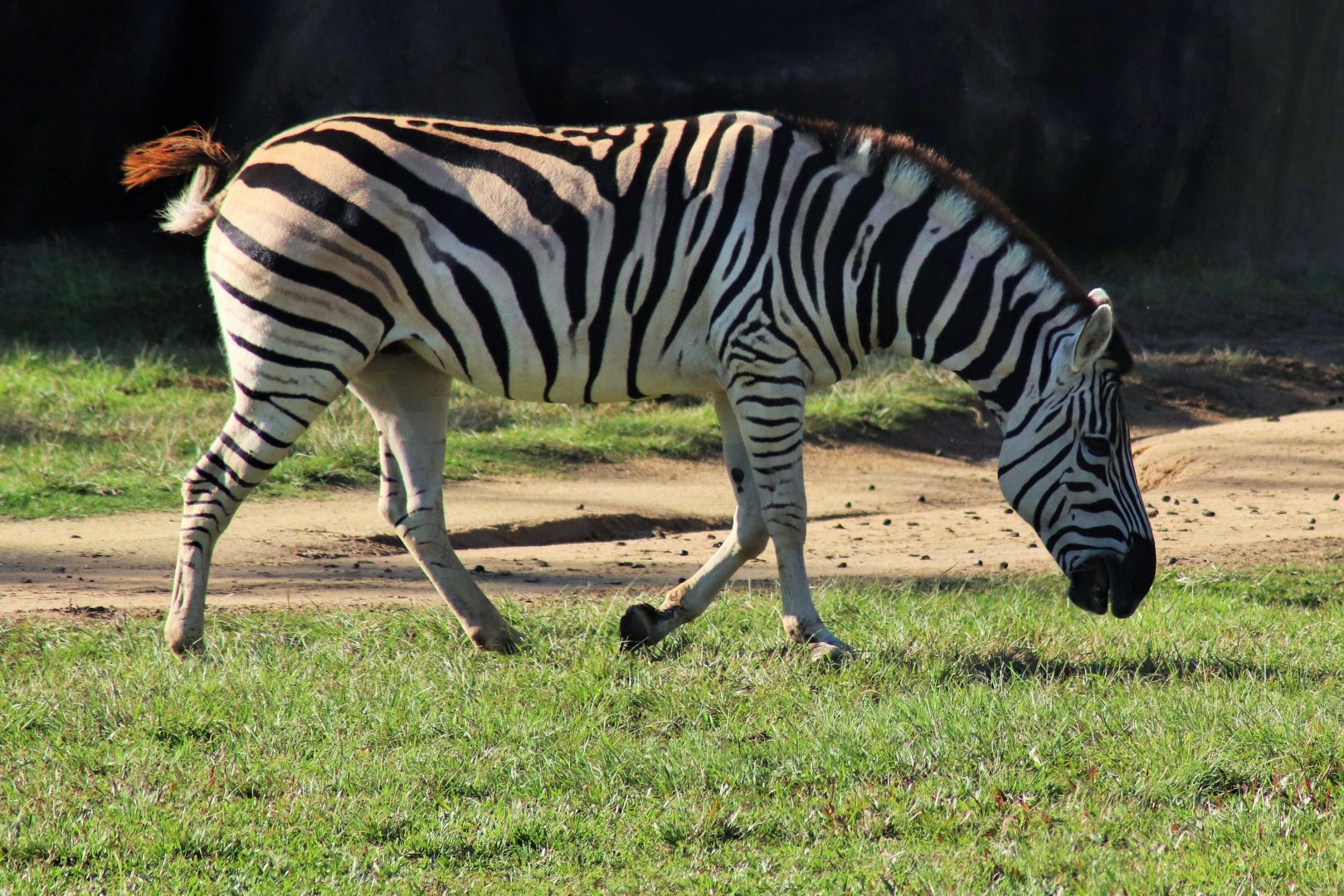 Plains Zebra (Equus quagga)