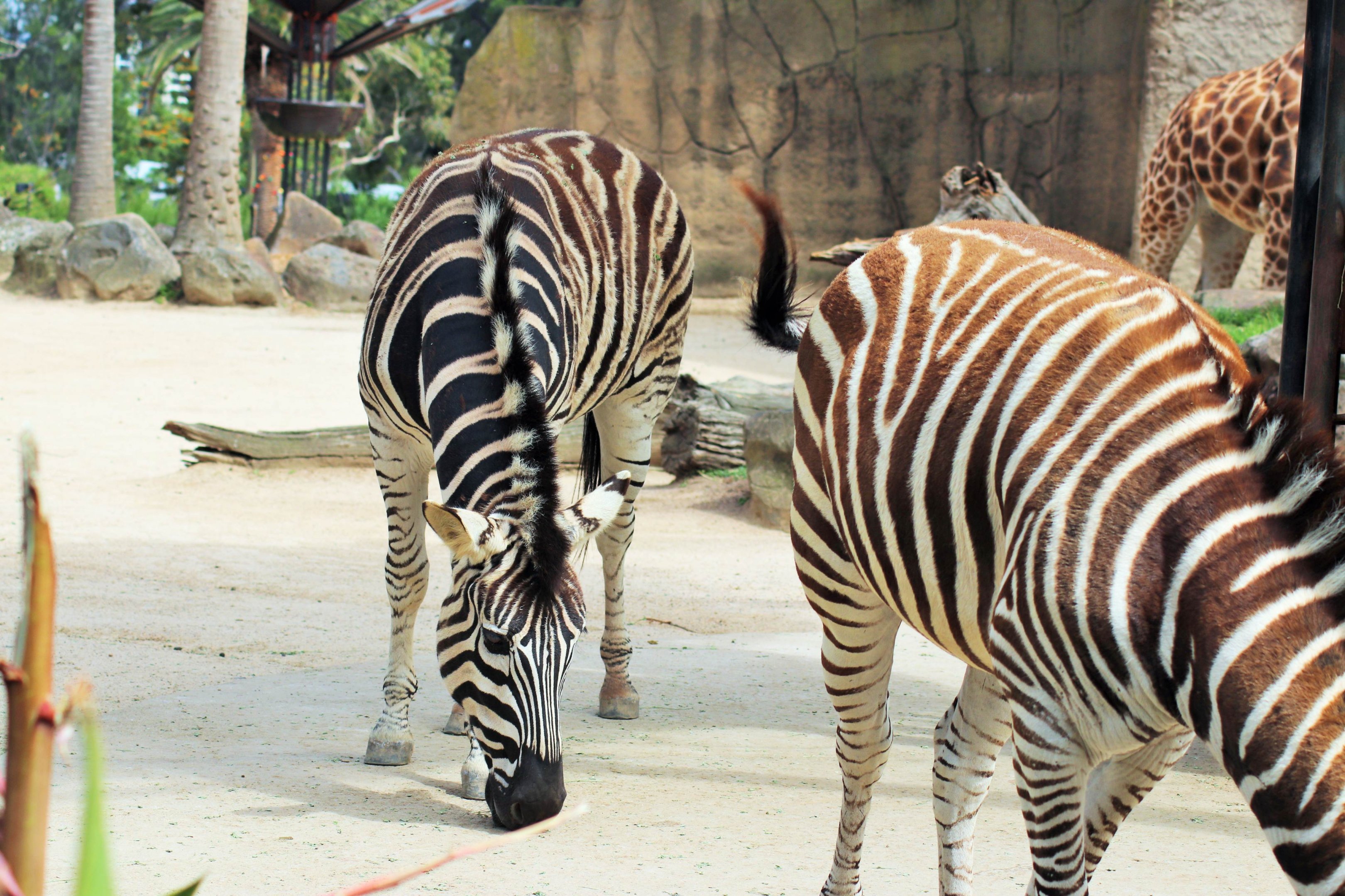 Plains Zebra (Equus quagga)