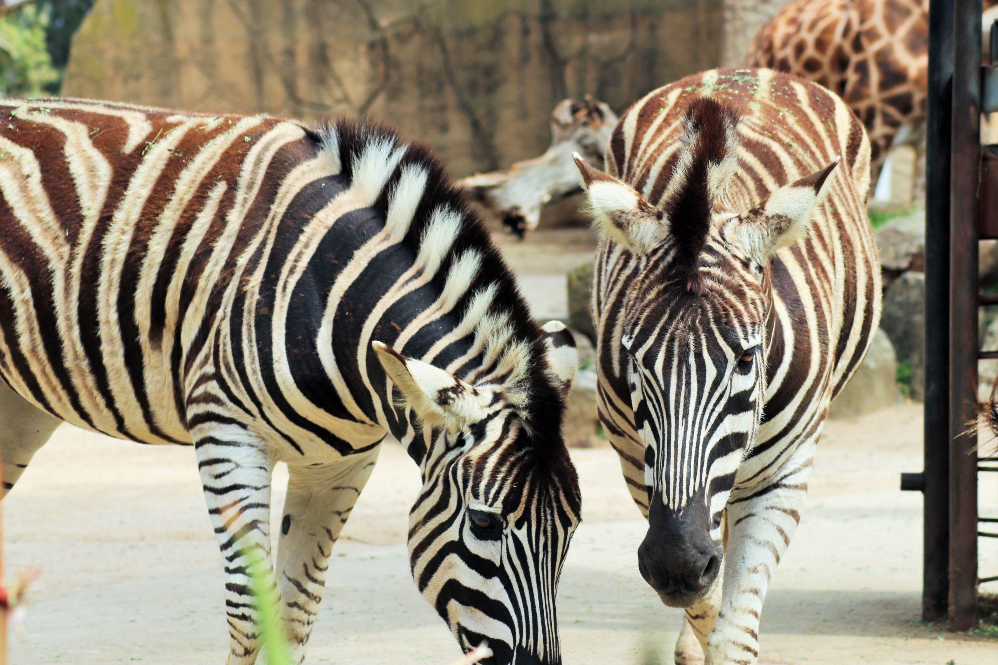 Plains Zebra ( Equus quagga)