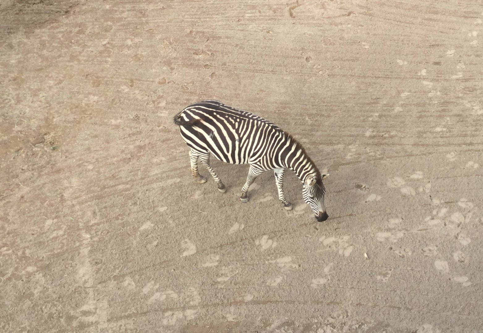 Plains zebra (Equus quagga)