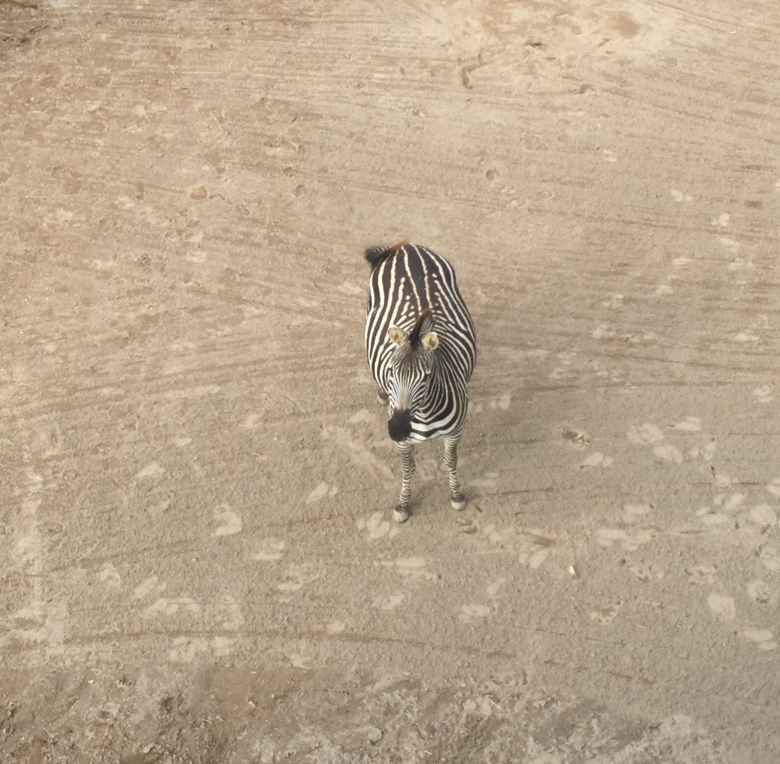Plains zebra (Equus quagga)
