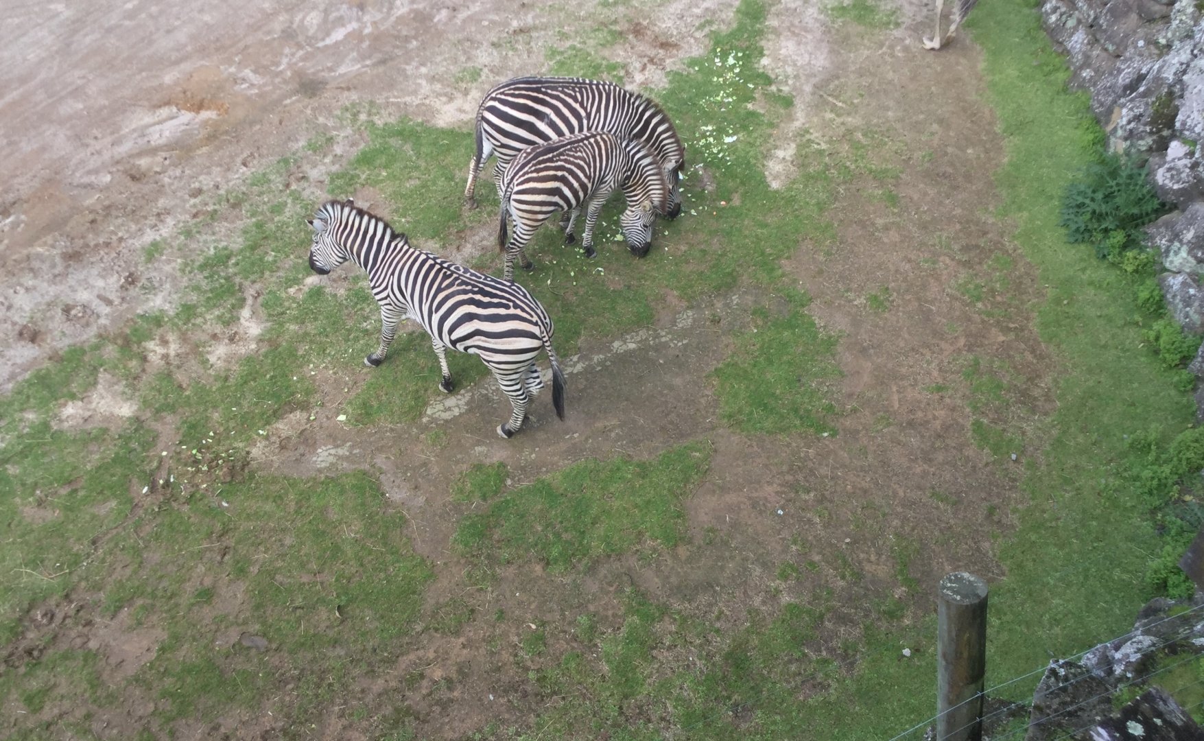 Plains zebra (Equus quagga)