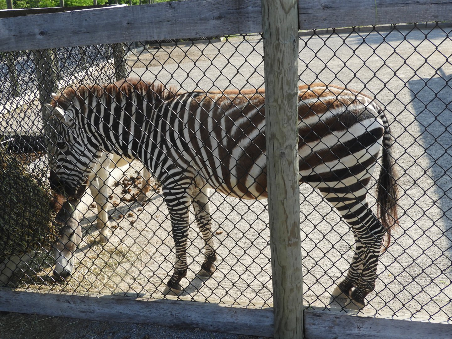 Plains Zebra (Equus quagga)