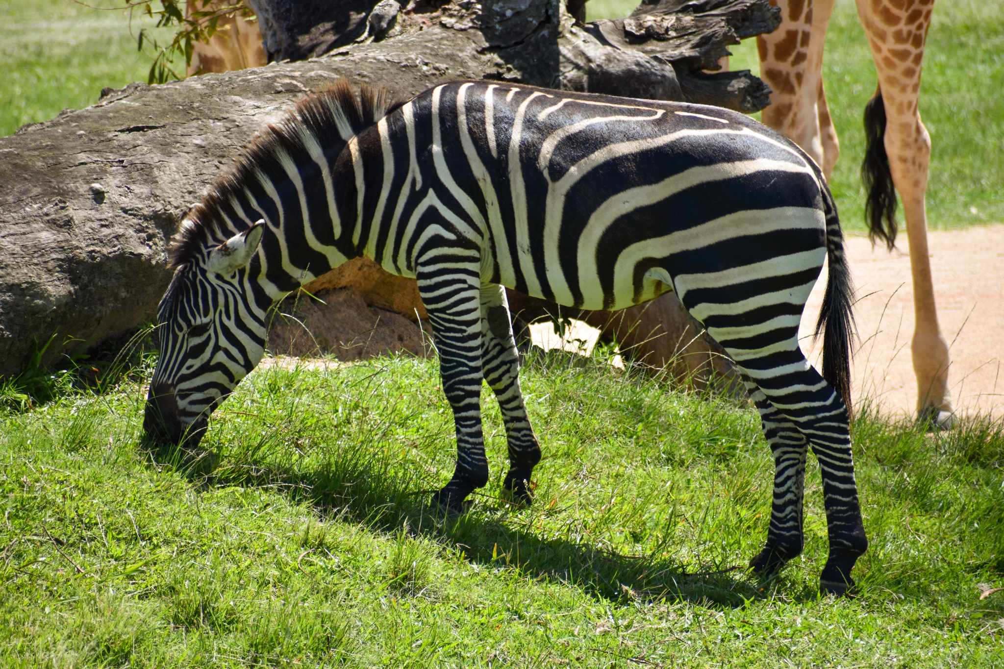Plains Zebra (Equus quagga)