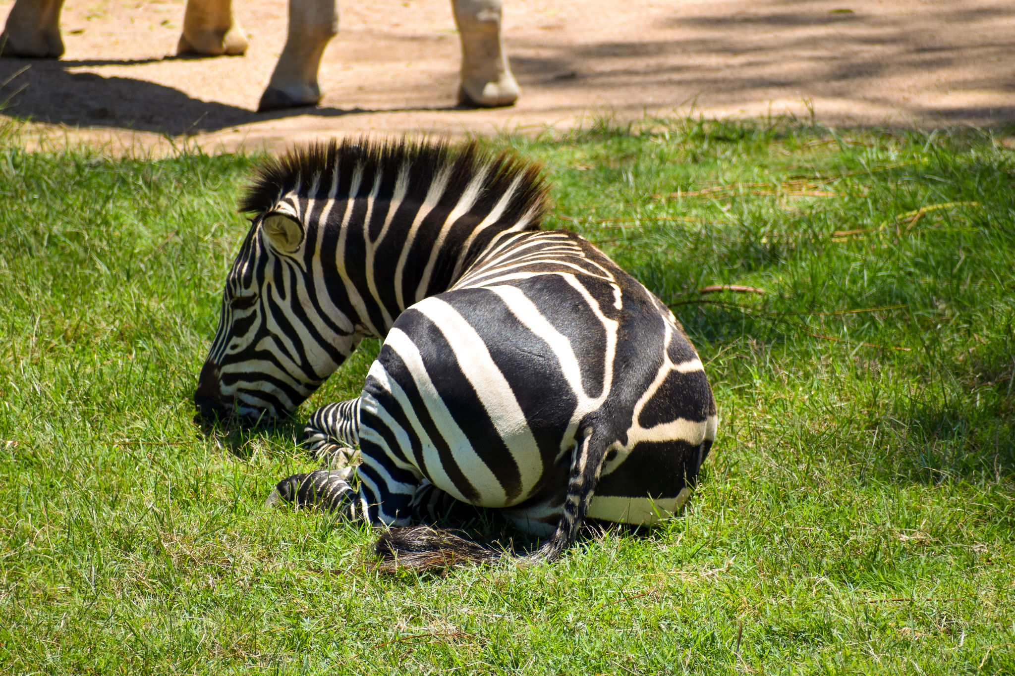 Plains Zebra (Equus quagga)
