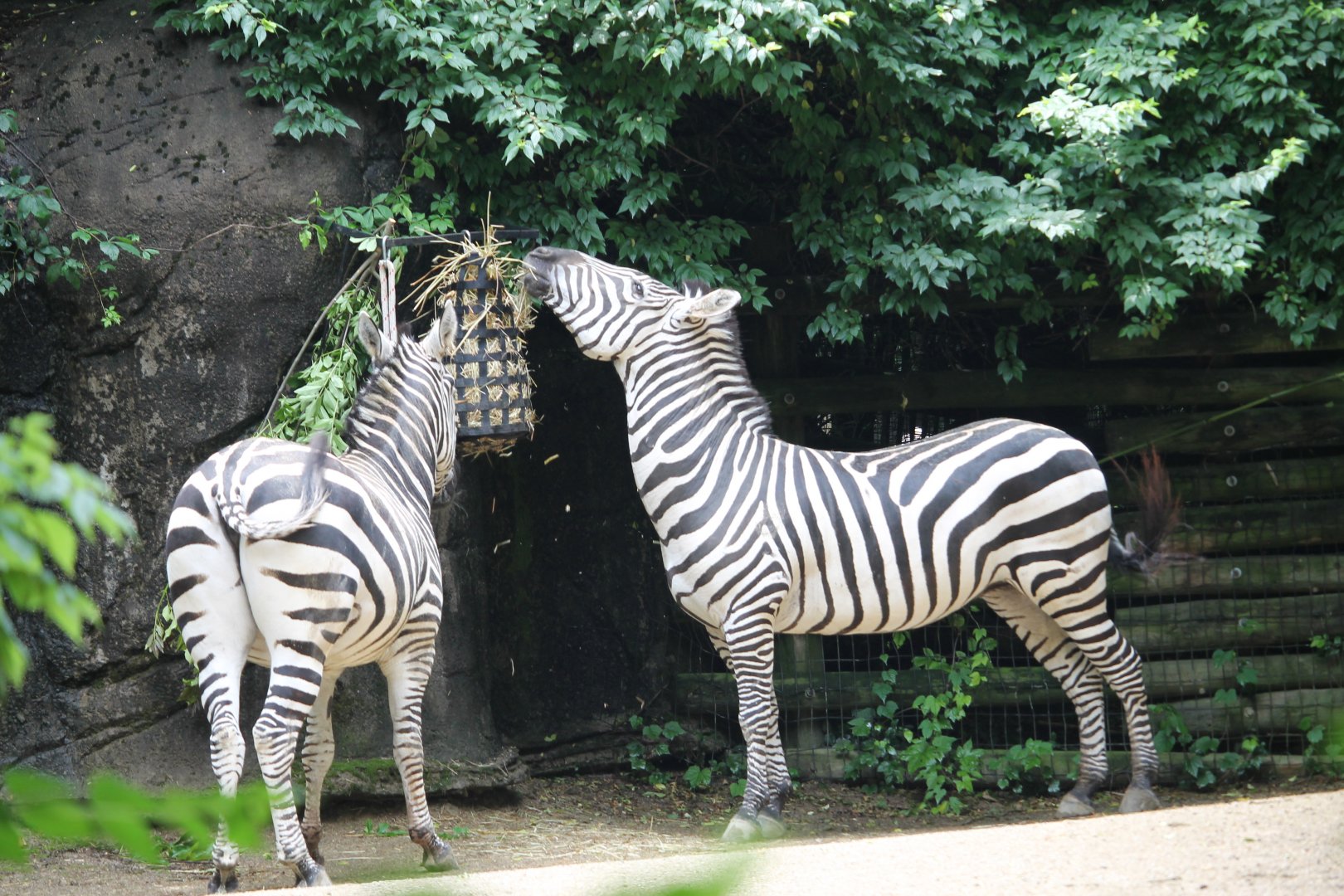 Plains zebra (Equus quagga)