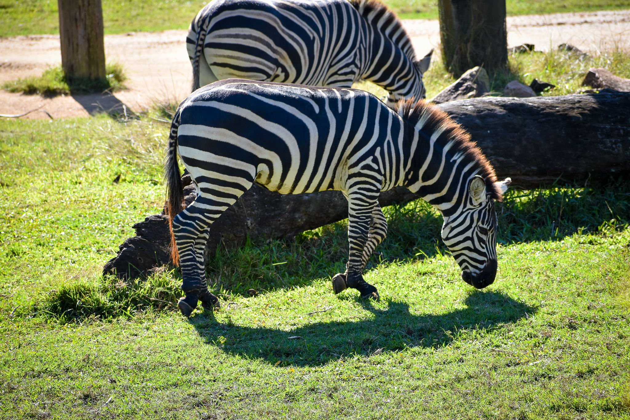 Plains Zebra (Equus quagga)