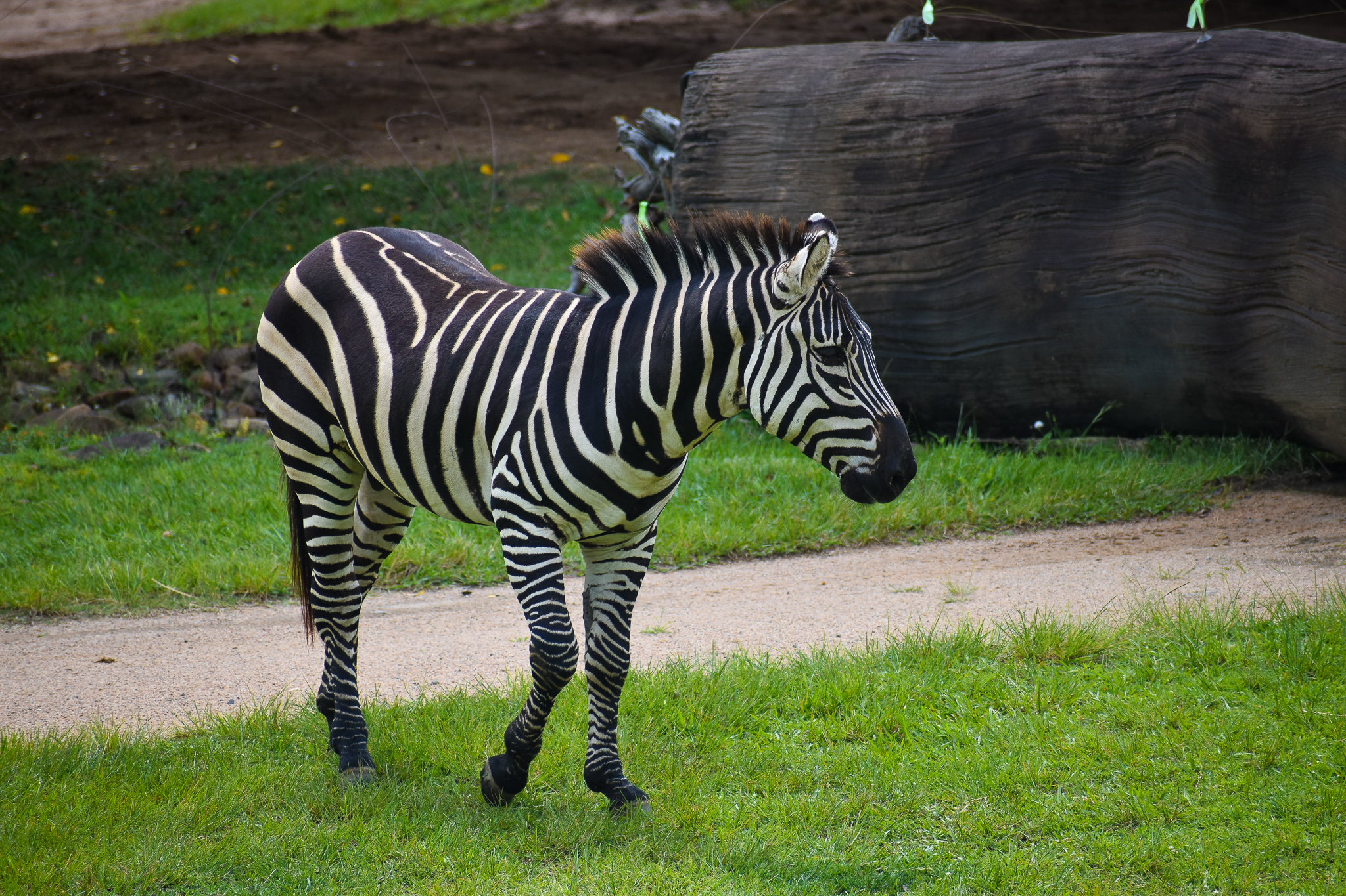 Plains Zebra (Equus quagga)