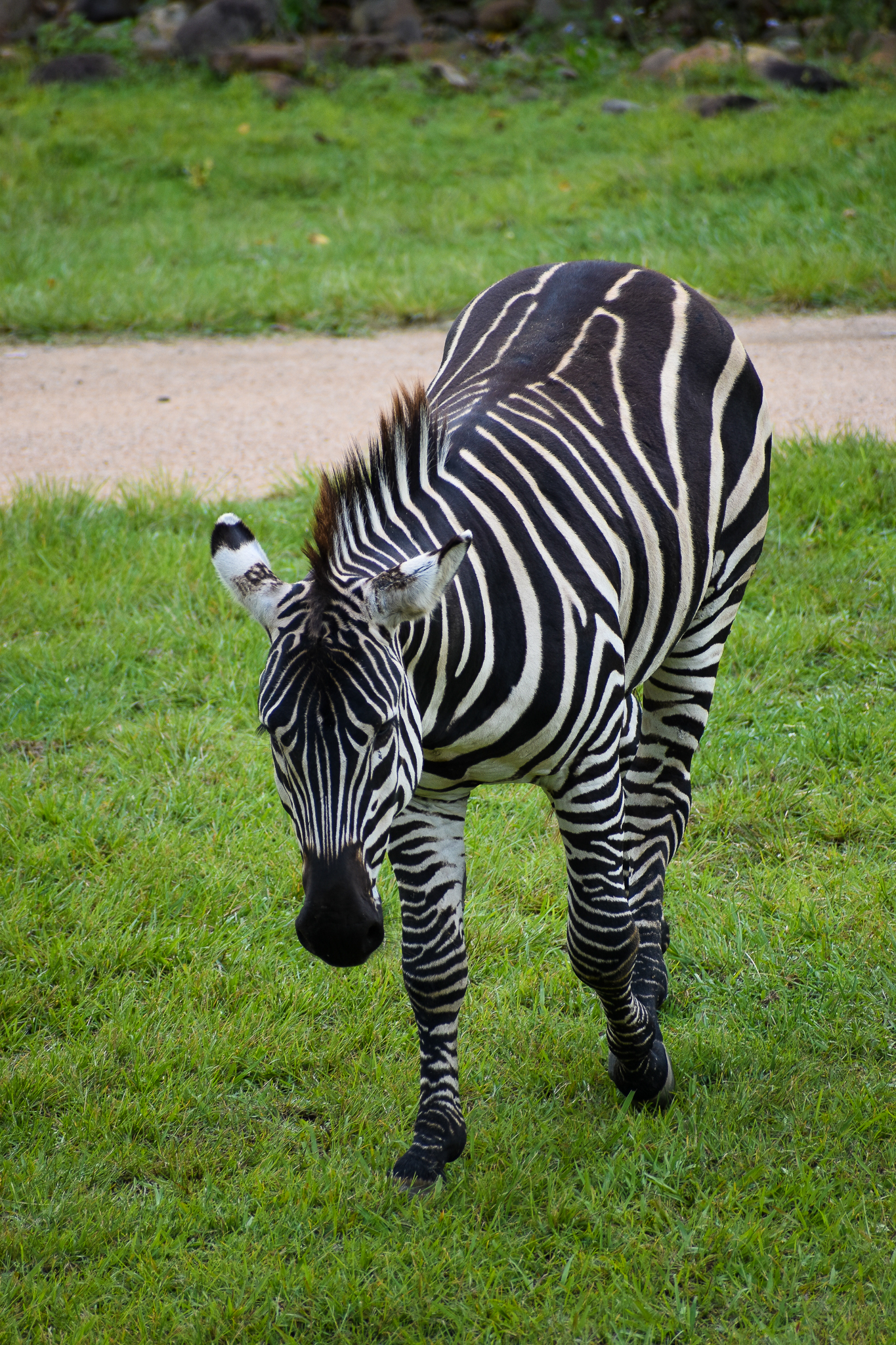 Plains Zebra (Equus quagga)