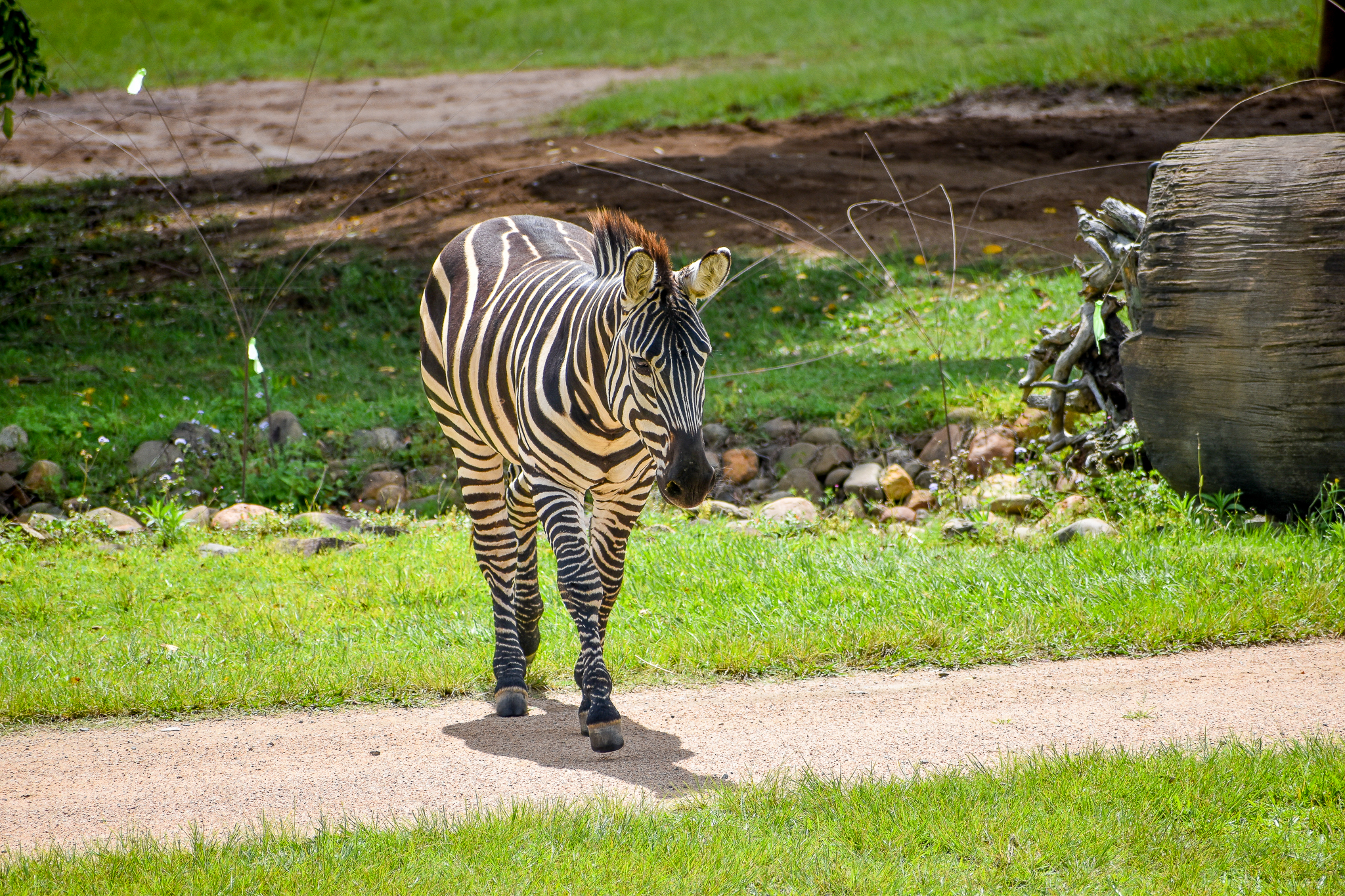 Plains Zebra (Equus quagga)