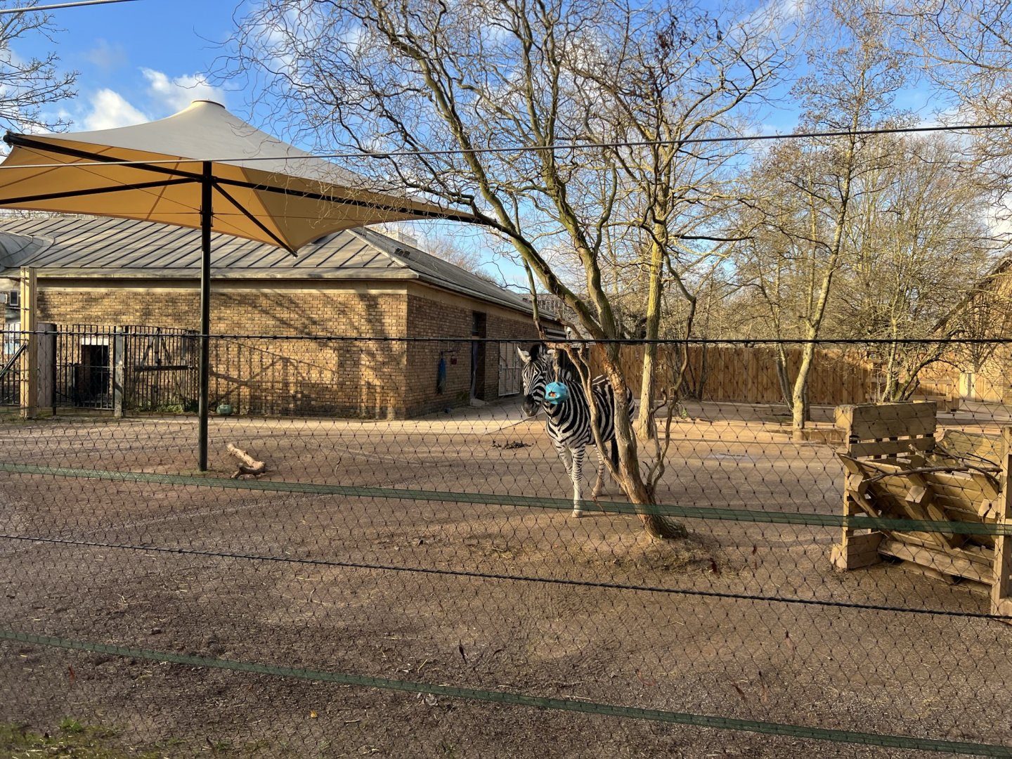 Plains Zebra (Equus quagga)