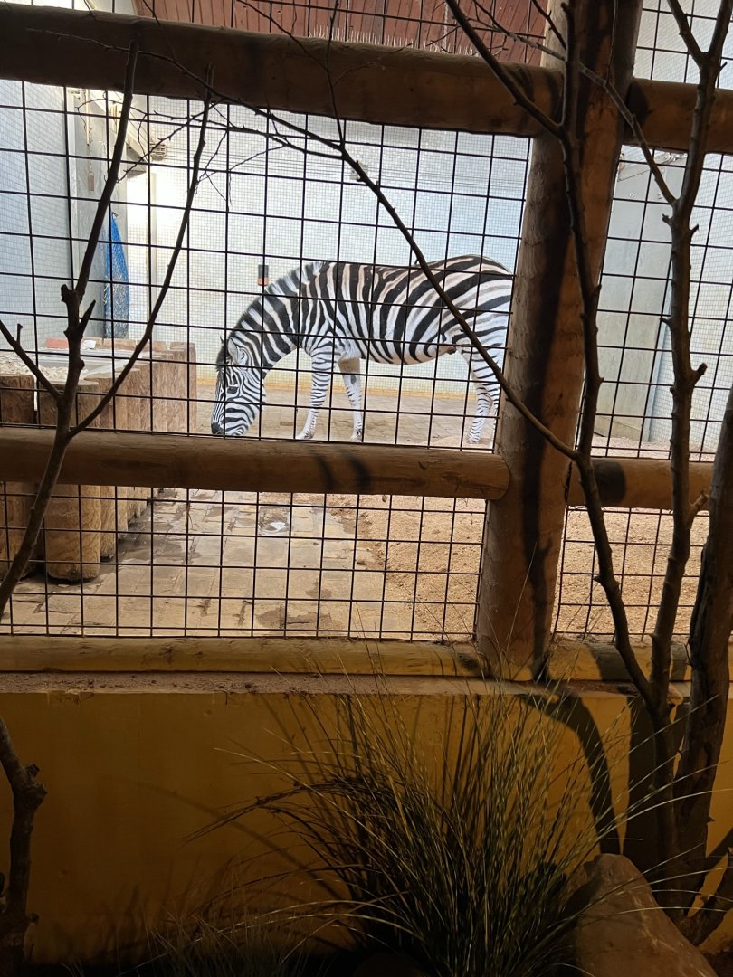 Plains Zebra (Equus quagga)