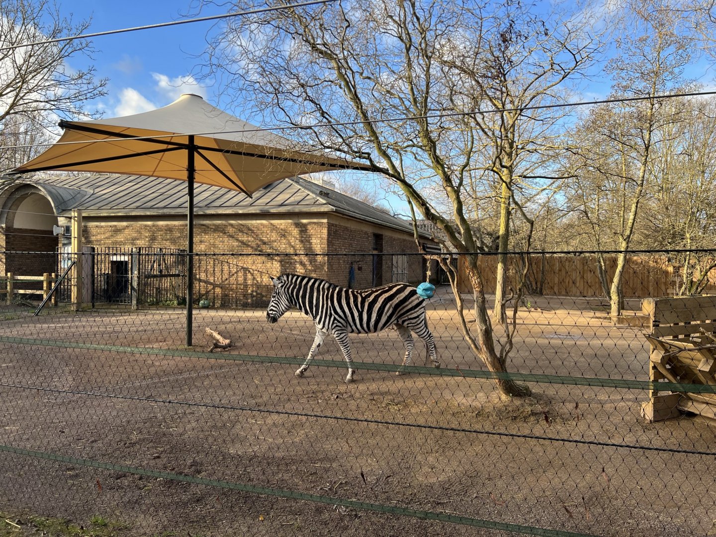Plains Zebra (Equus quagga)
