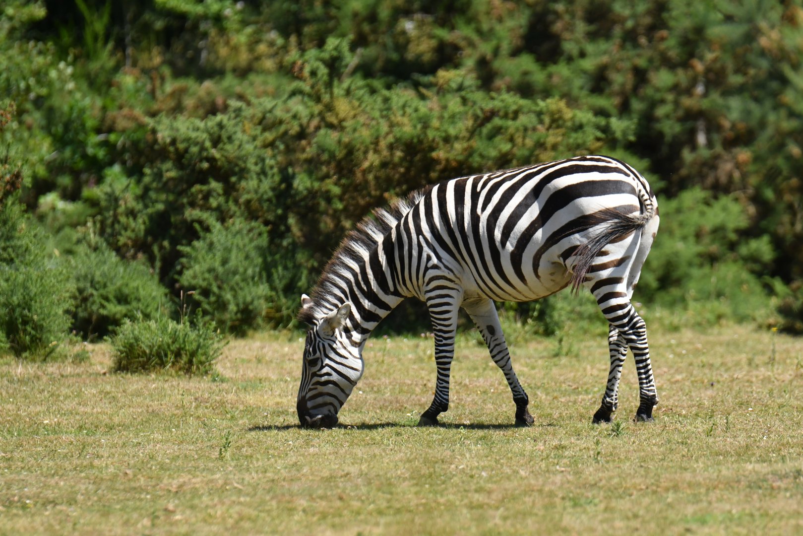 Plains zebra (Equus quagga)