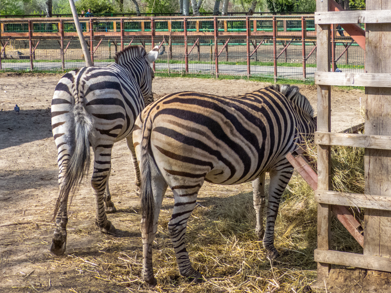 Plains zebra / Equus quagga