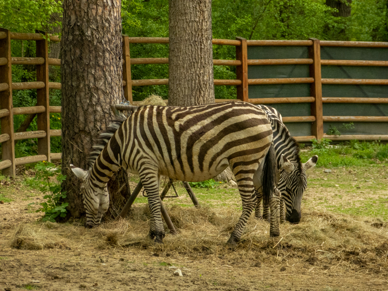 Plains zebra (Equus quagga)