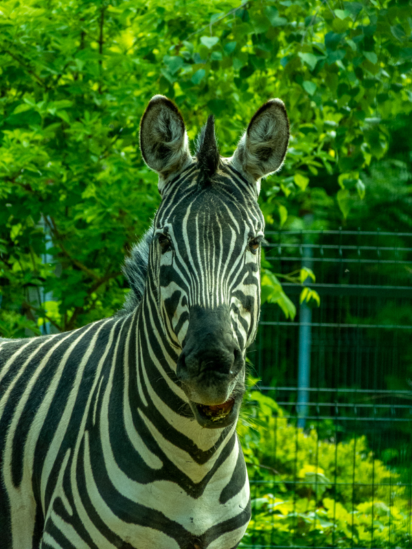Plains zebra (Equus quagga)
