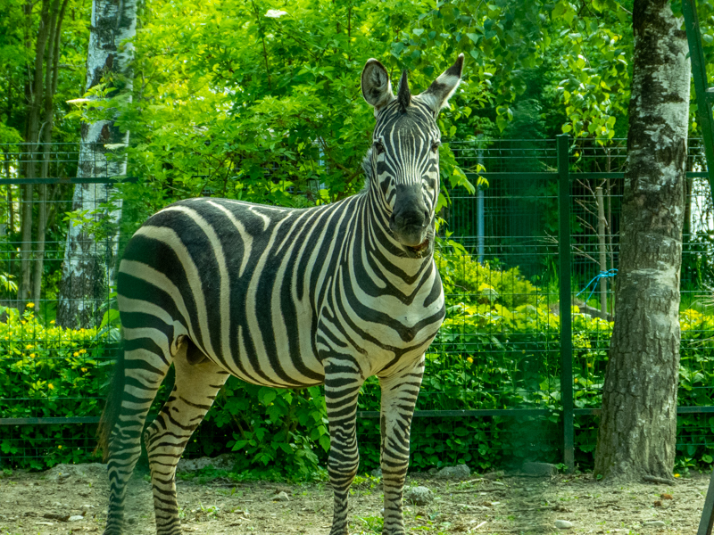 Plains zebra (Equus quagga)