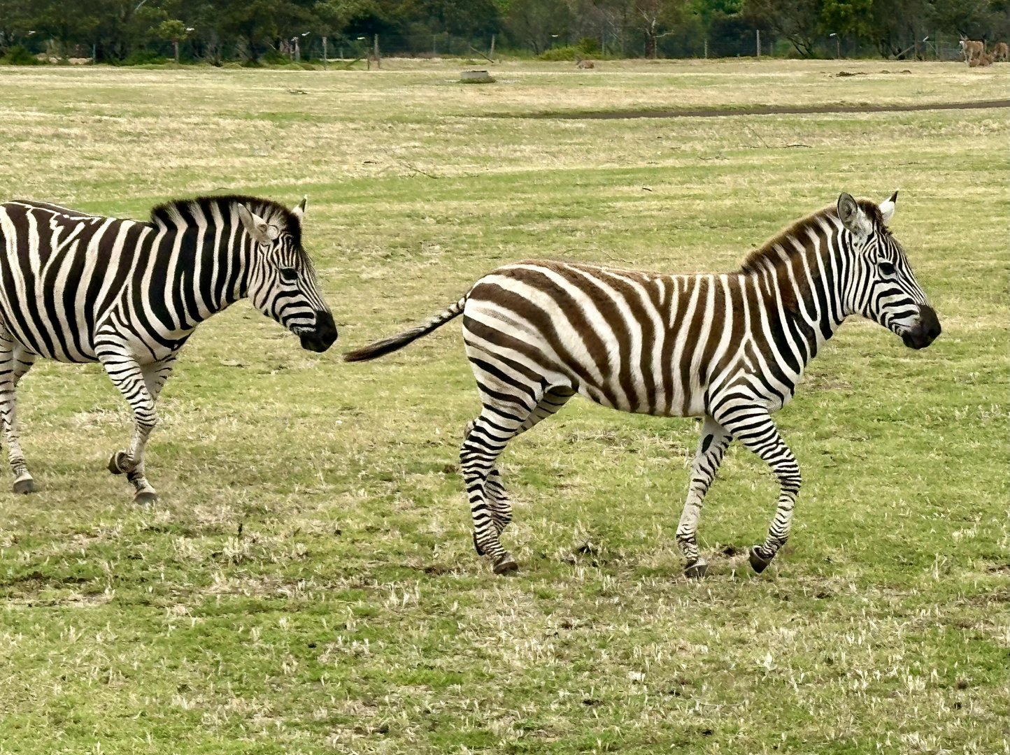 Plains zebra (Equus quagga)