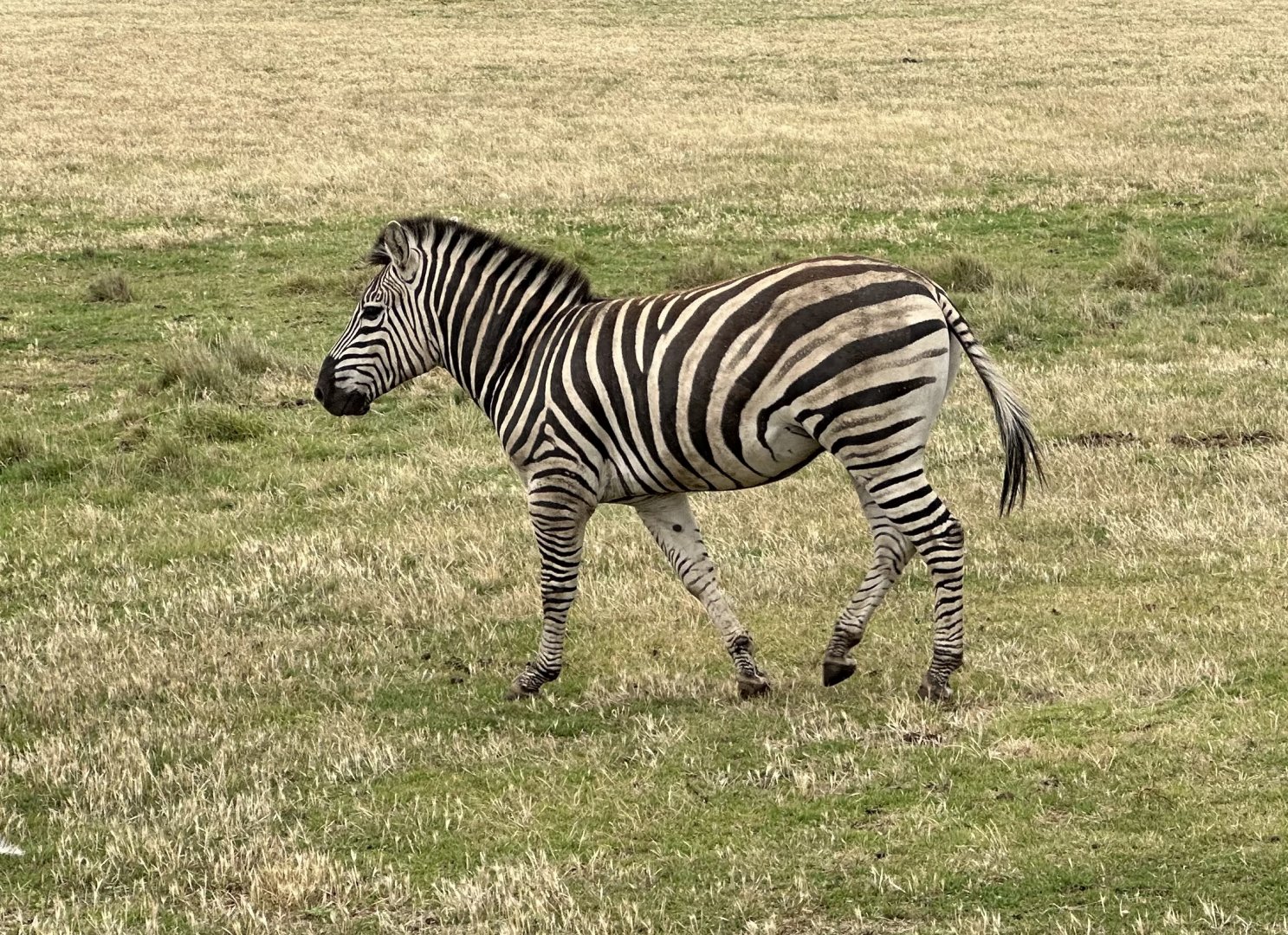 Plains zebra (Equus quagga)