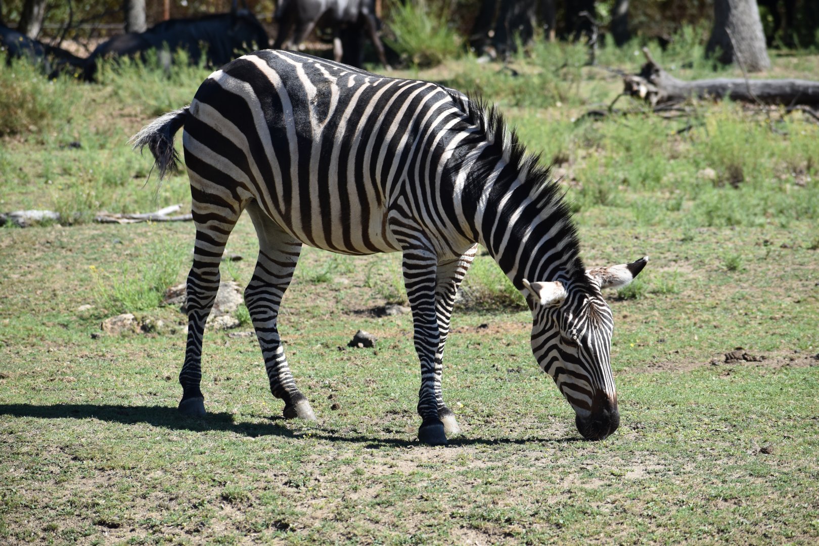 Plains zebra (Equus quagga)