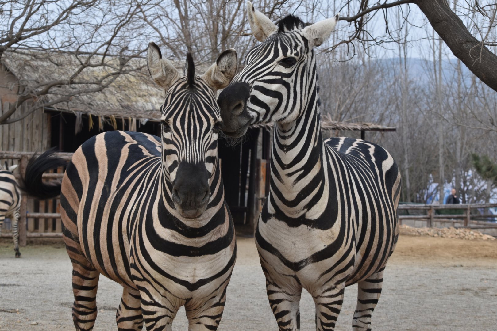 Plains zebra (Equus quagga）