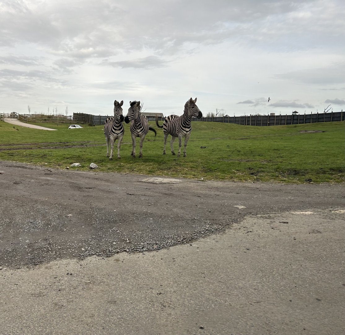 Plains Zebra, (Equus quagga)