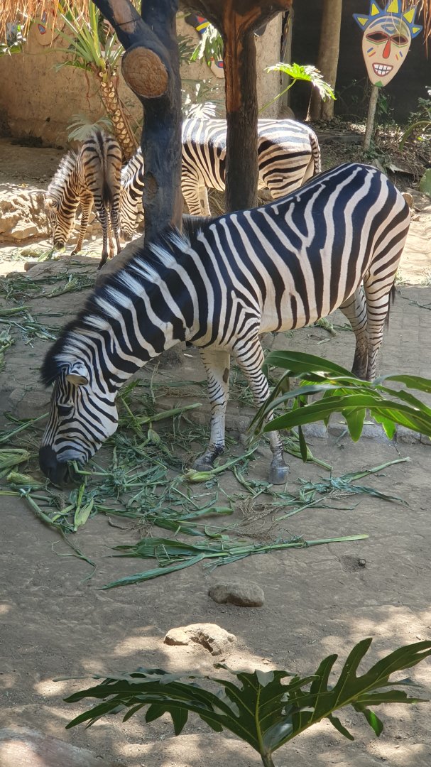 Plains Zebra (Equus quagga)