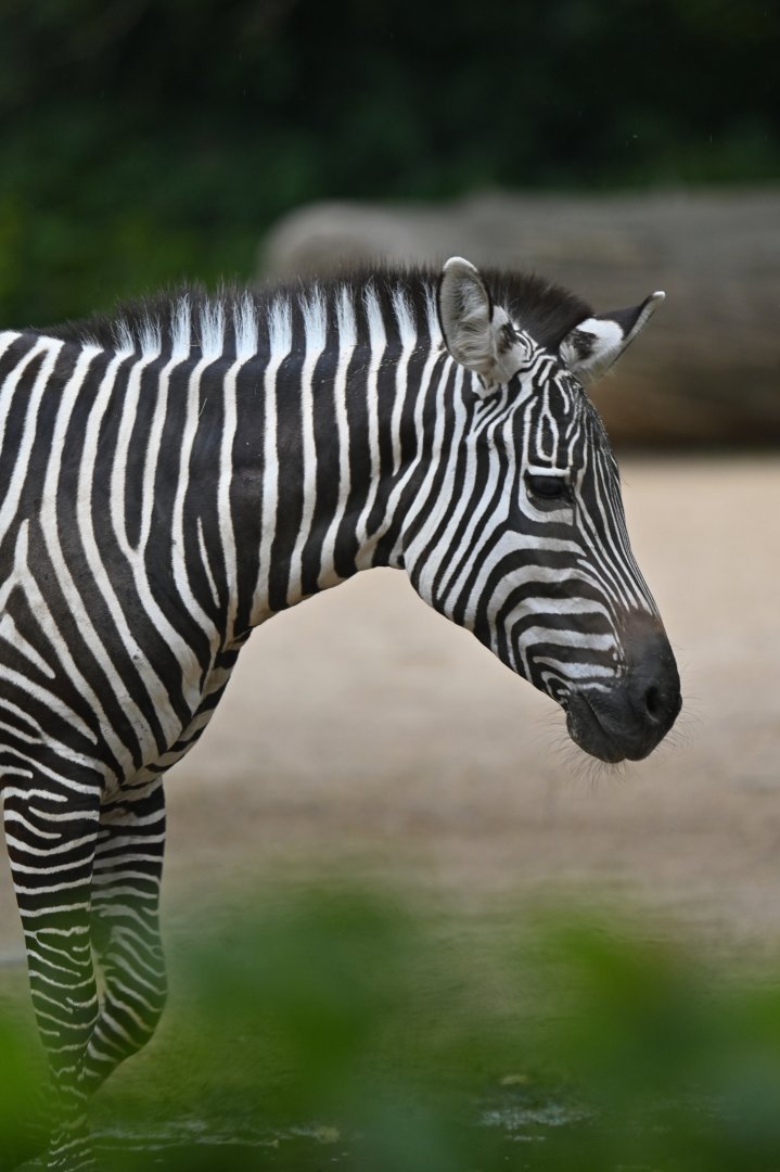 Plains zebra (Equus quagga