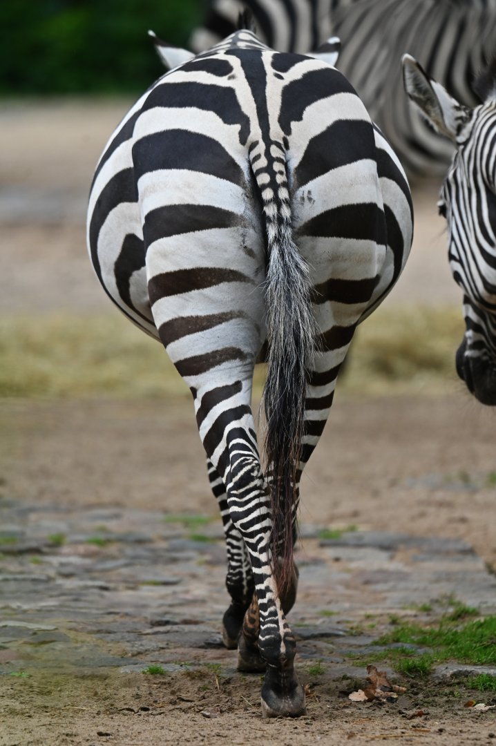 Plains zebra (Equus quagga