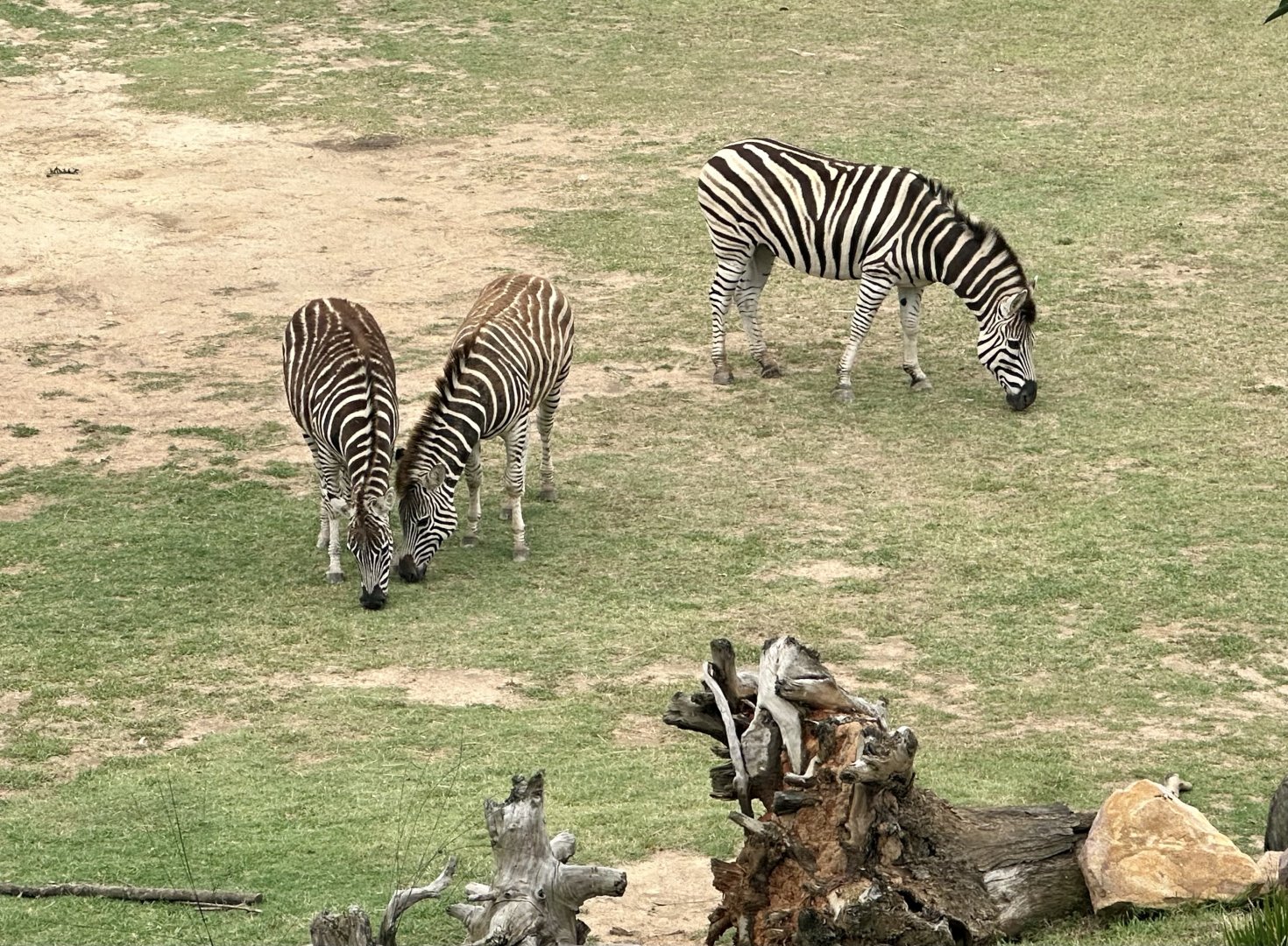 Plains zebra (Equus quagga)