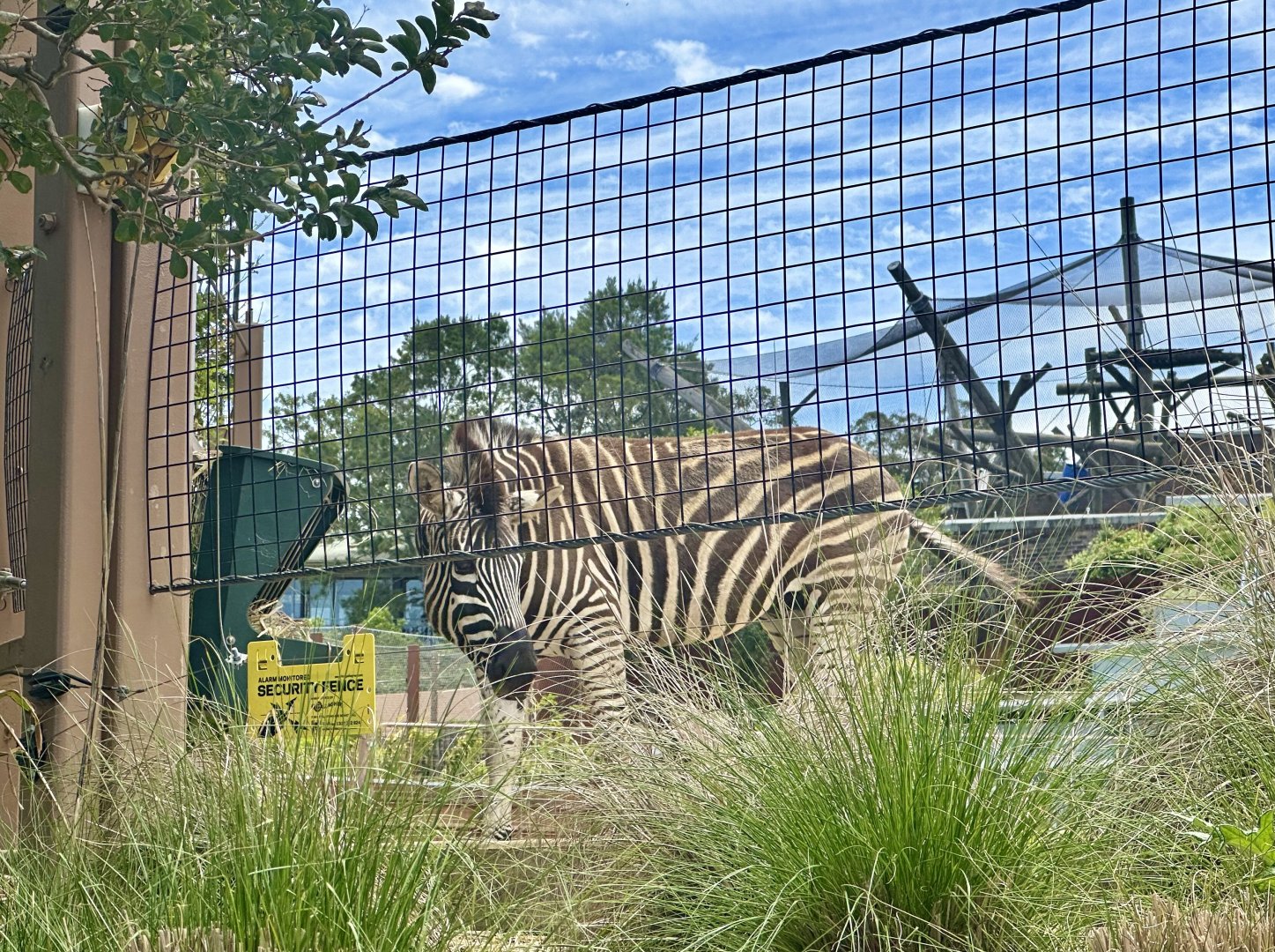 Plains zebra (Equus quagga)
